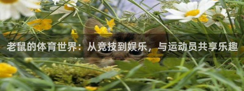 老鼠的体育世界：从竞技到娱乐，与运动员共享乐趣